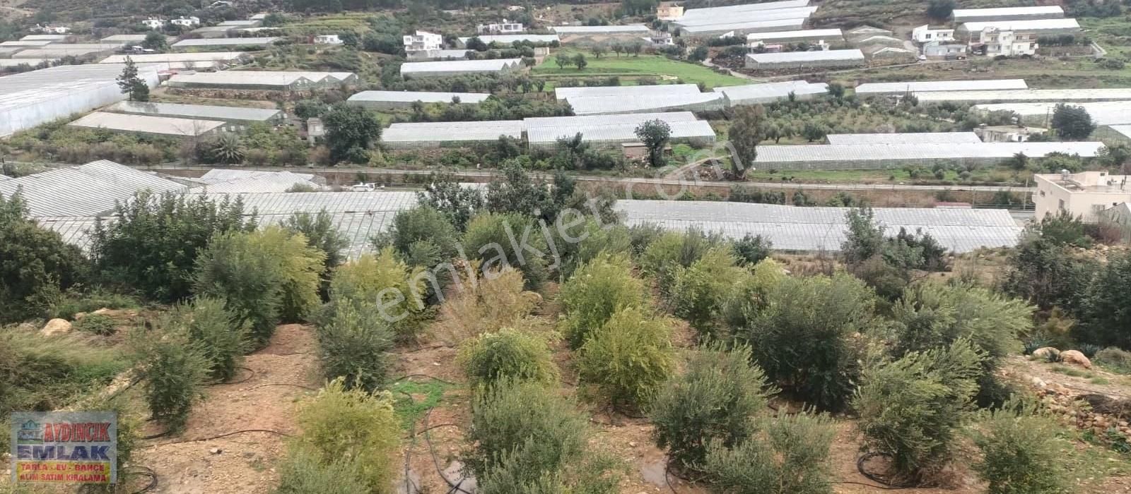 Aydıncık Emlaktan Satılık (2 Ev, 2 Sera Ve Meyve Ağaçları) - Görsel 23