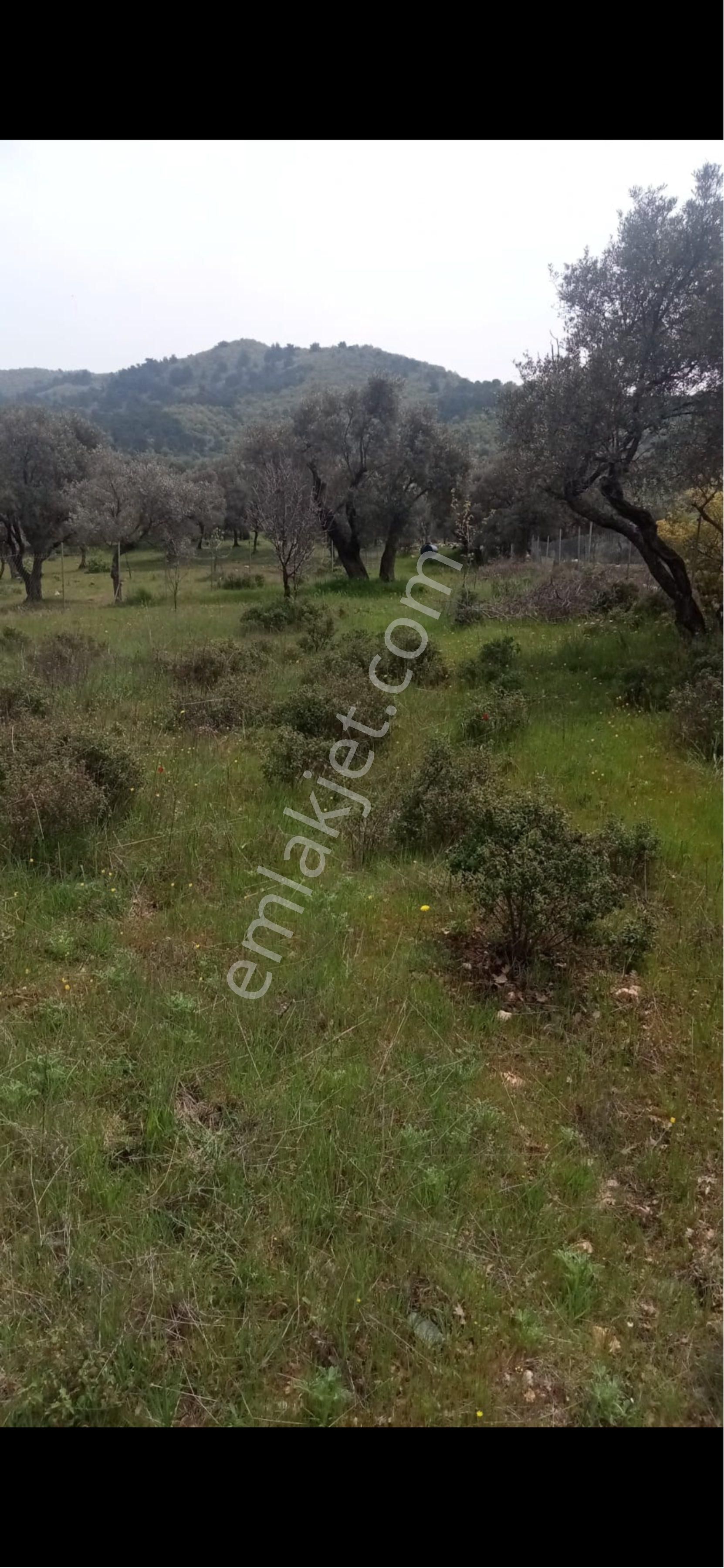 Acil 1719.4 Mt2 Bayındır Alanköyde Tarla - Görsel 8