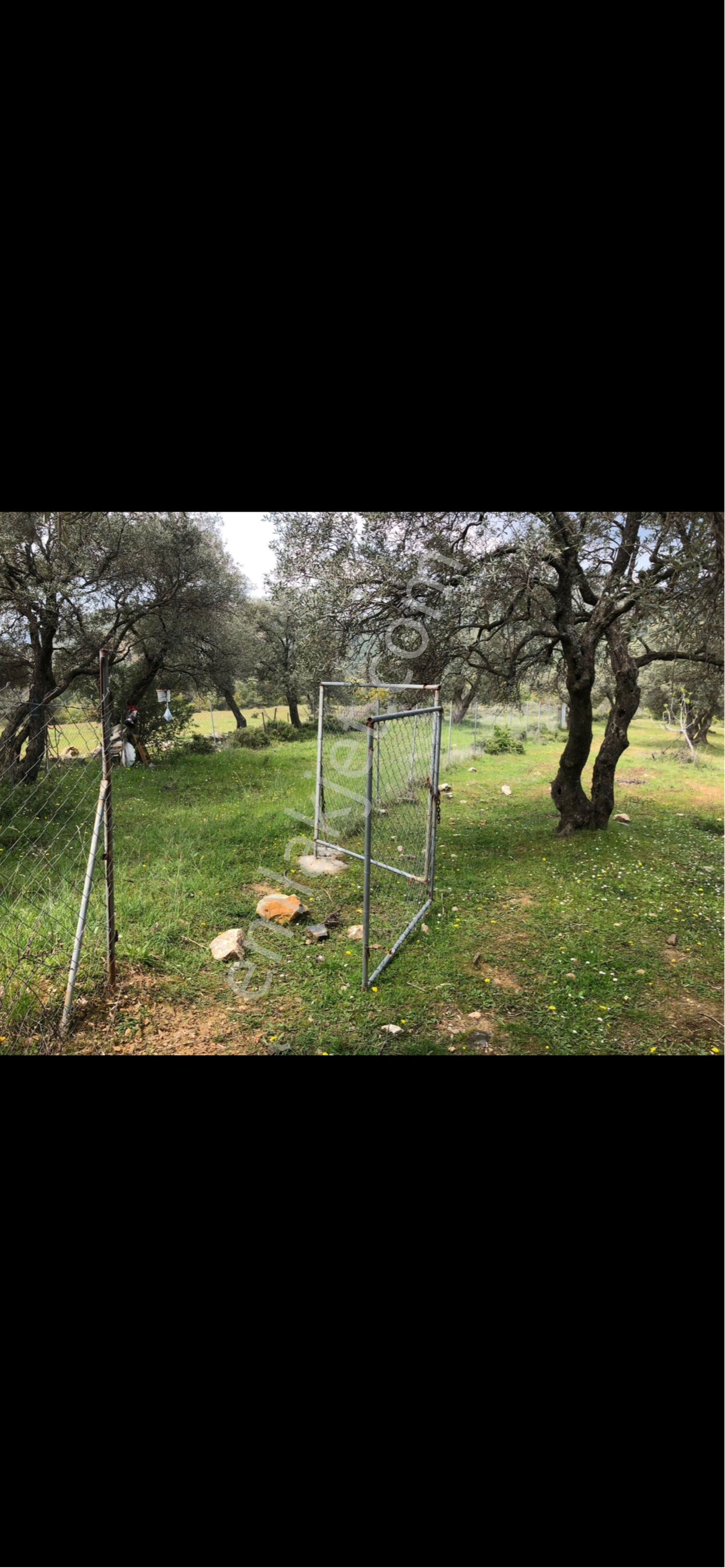 Acil 1719.4 Mt2 Bayındır Alanköyde Tarla - Görsel 2