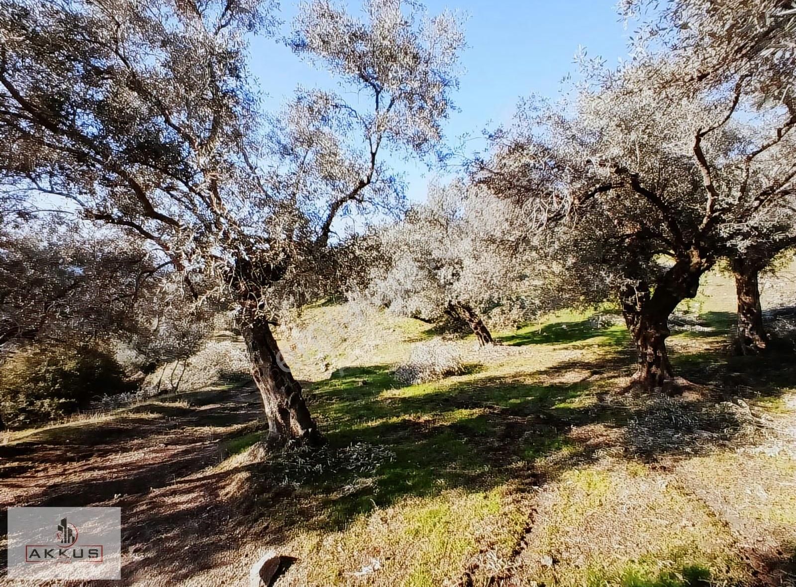 Akkuş Emlak'tan Acil Satılık Zeytinlik - Görsel 22