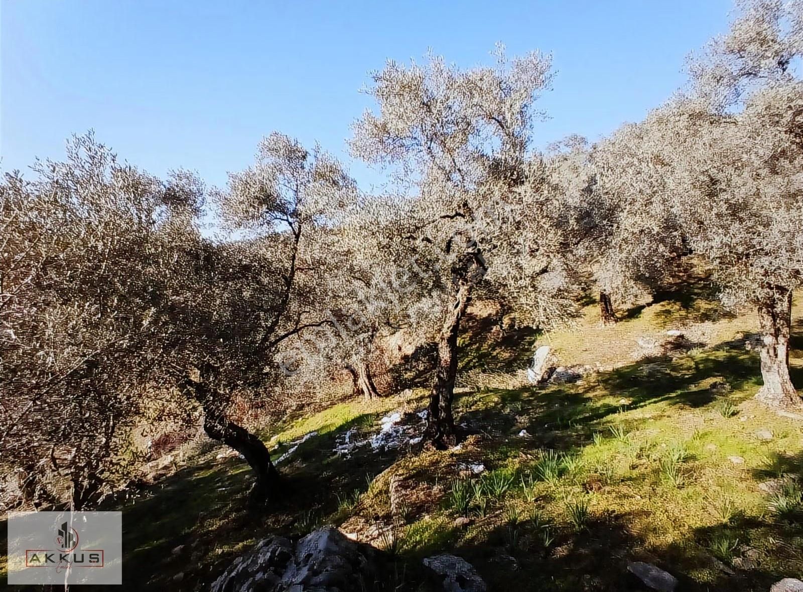 Akkuş Emlak'tan Acil Satılık Zeytinlik - Görsel 11