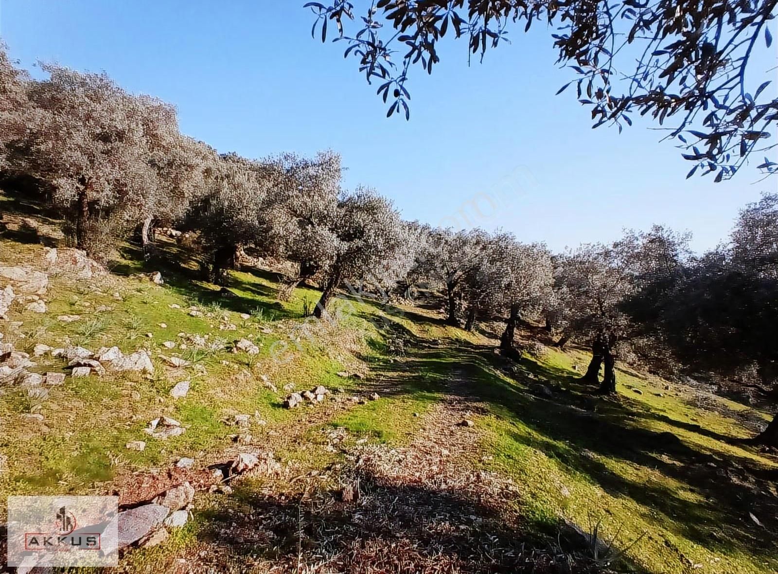 Akkuş Emlak'tan Acil Satılık Zeytinlik - Görsel 34