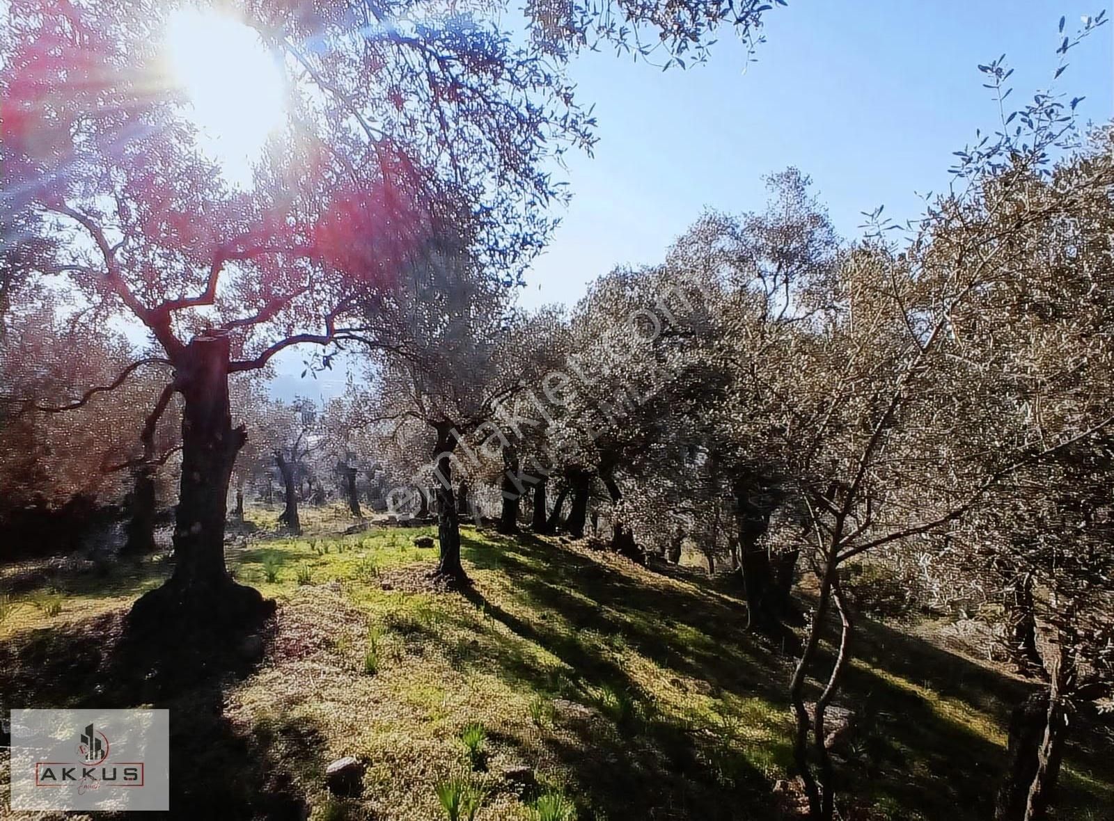 Akkuş Emlak'tan Acil Satılık Zeytinlik - Görsel 2