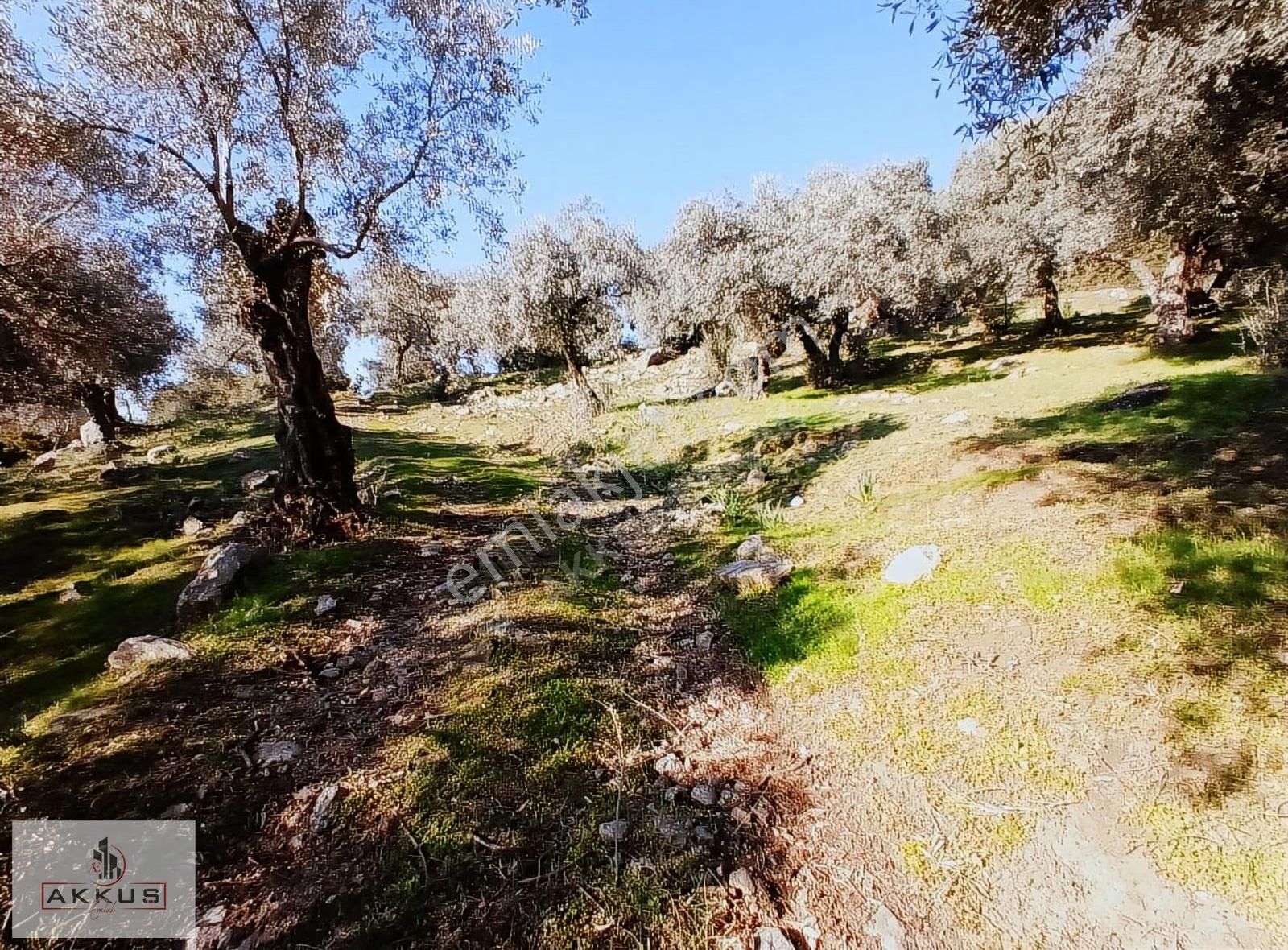 Akkuş Emlak'tan Acil Satılık Zeytinlik - Görsel 10