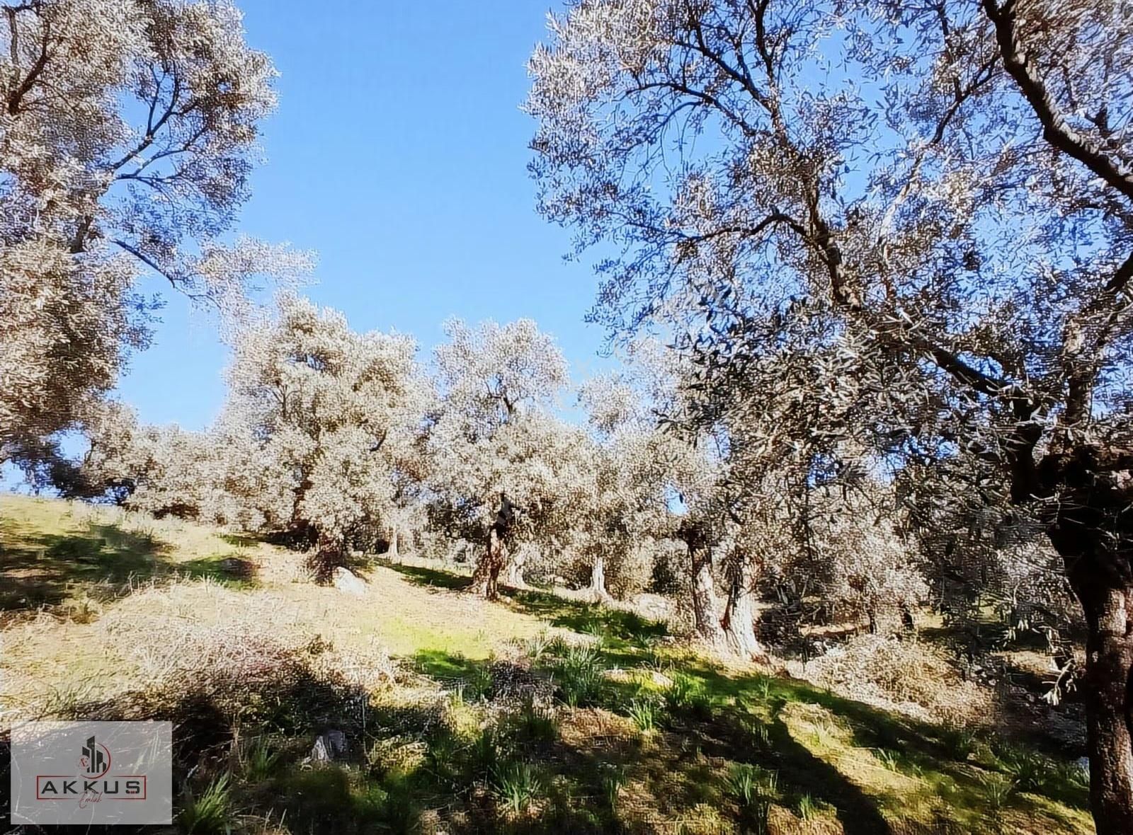 Akkuş Emlak'tan Acil Satılık Zeytinlik - Görsel 27