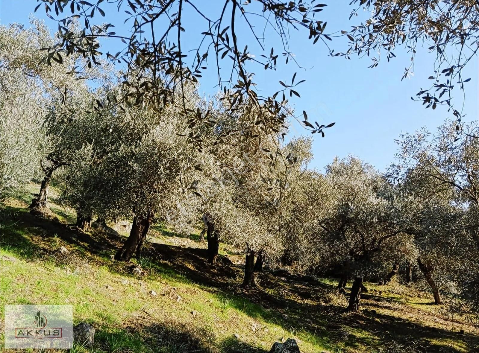 Akkuş Emlak'tan Acil Satılık Zeytinlik - Görsel 19