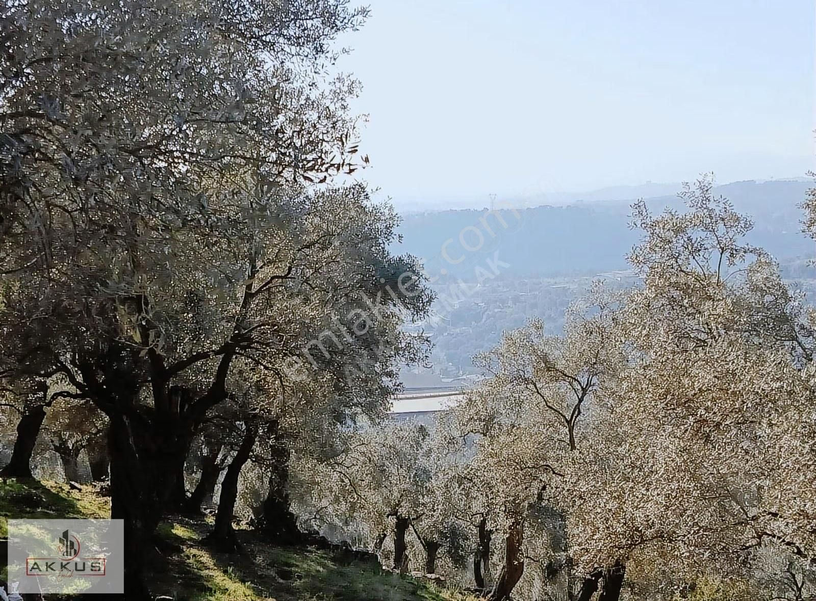 Akkuş Emlak'tan Acil Satılık Zeytinlik - Görsel 21
