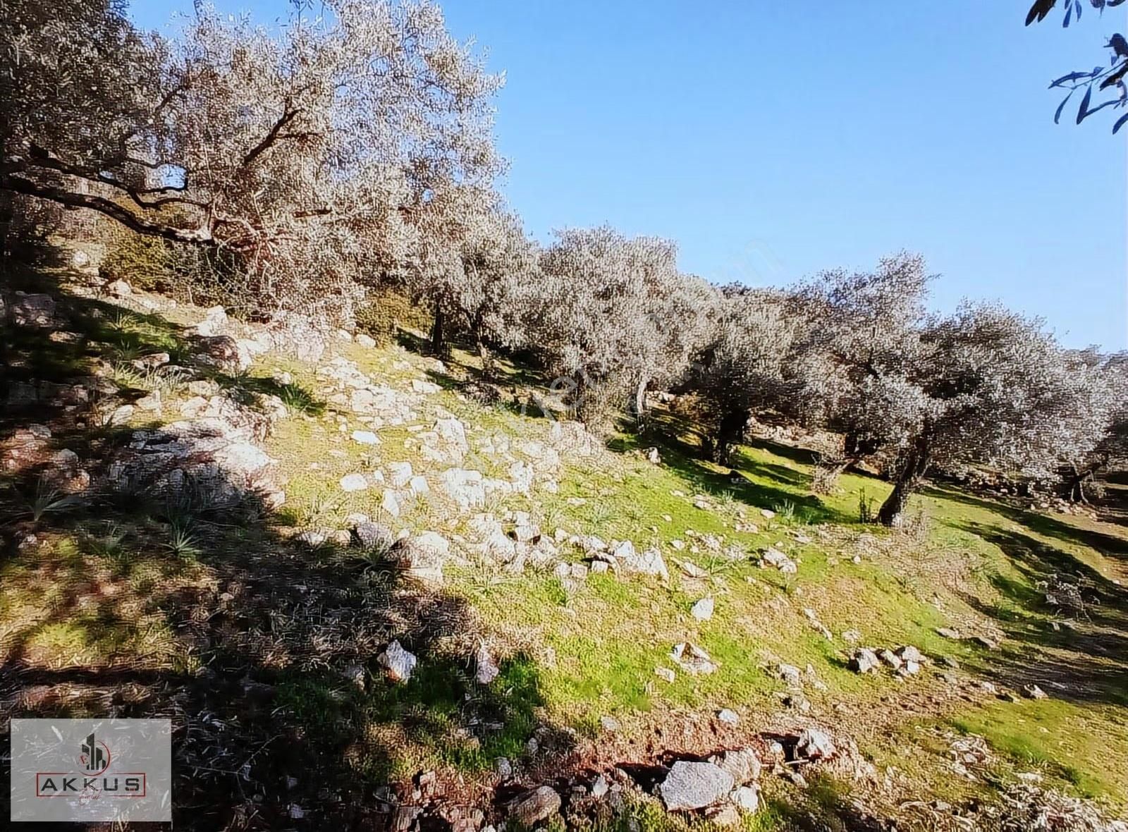Akkuş Emlak'tan Acil Satılık Zeytinlik - Görsel 6