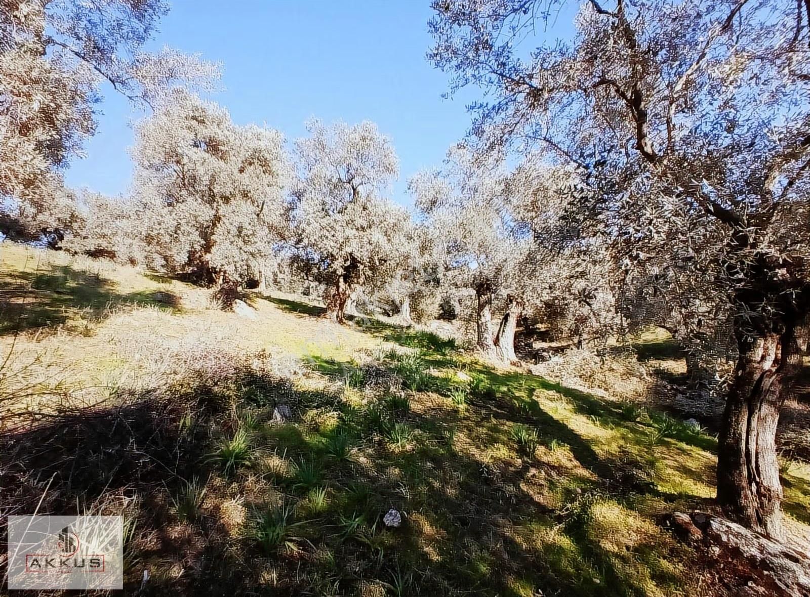 Akkuş Emlak'tan Acil Satılık Zeytinlik - Görsel 24