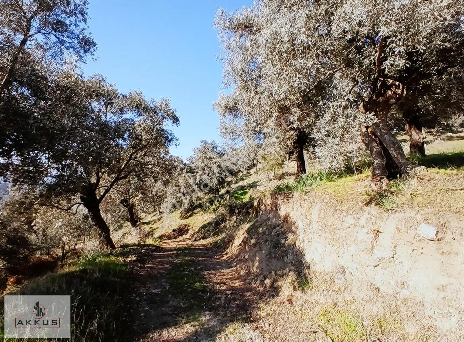 Akkuş Emlak'tan Acil Satılık Zeytinlik - Görsel 32