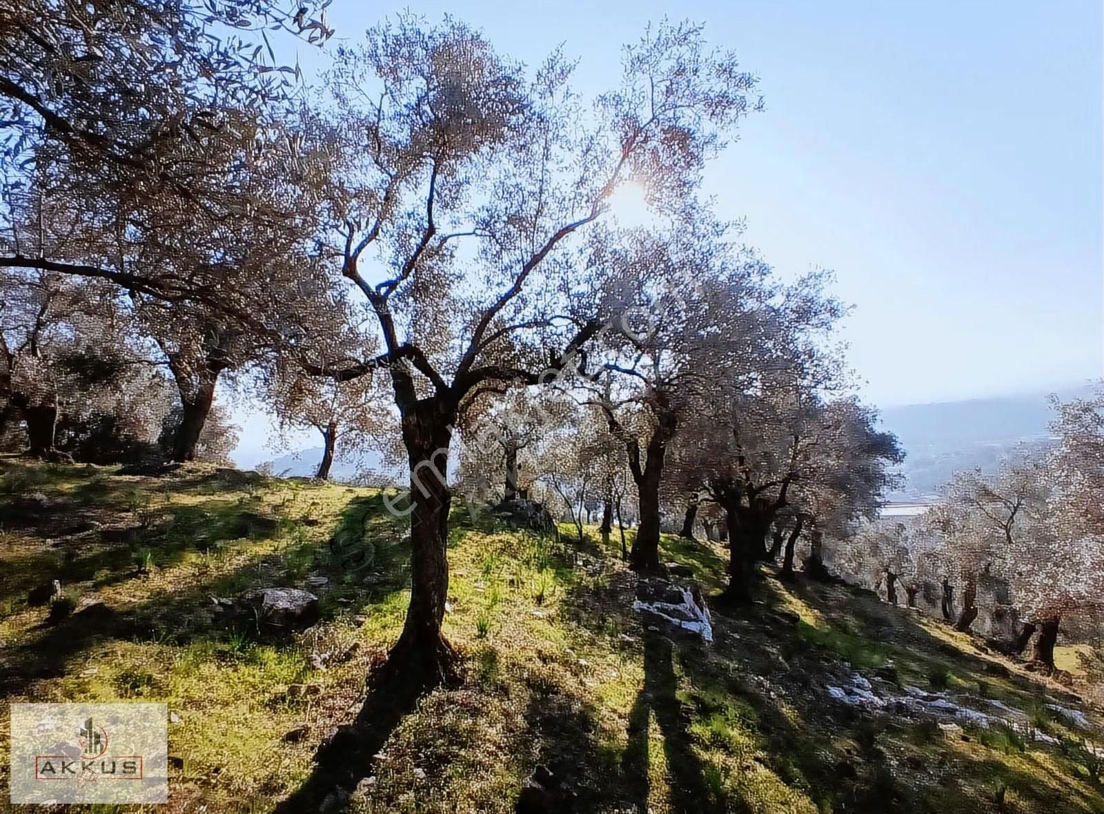 Akkuş Emlak'tan Acil Satılık Zeytinlik - Görsel 14