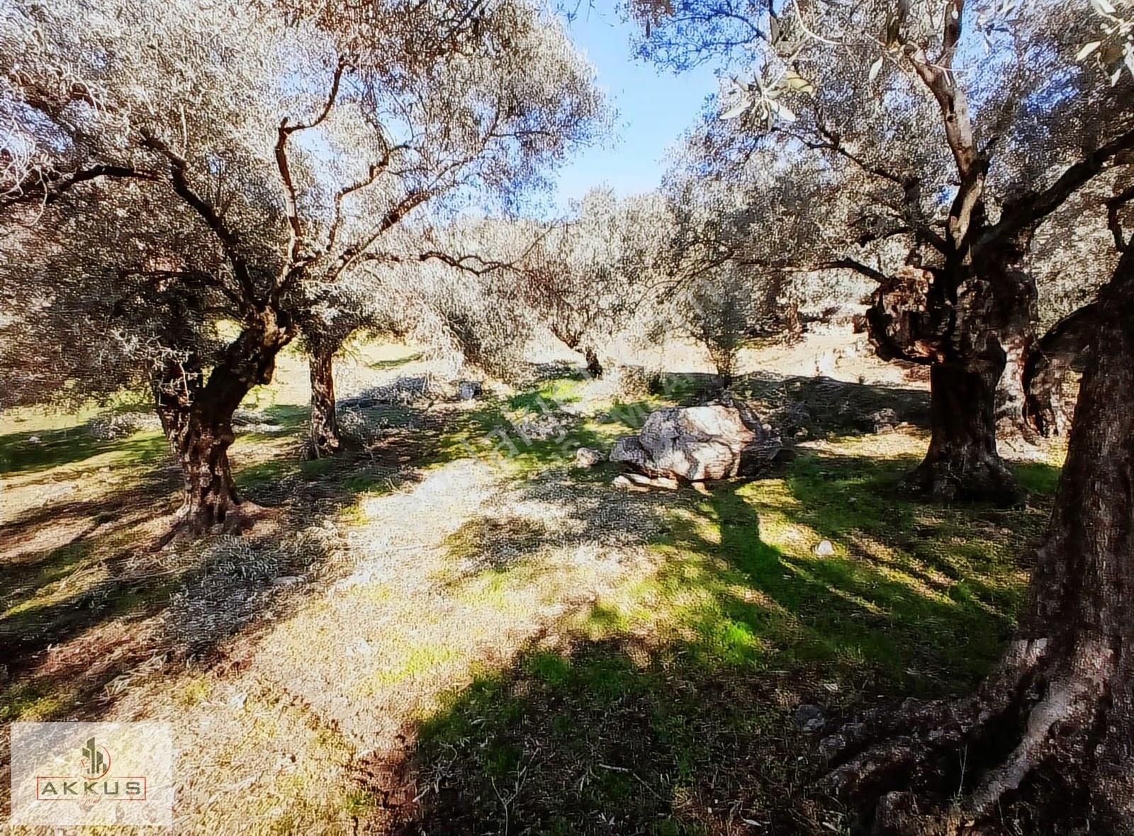 Akkuş Emlak'tan Acil Satılık Zeytinlik - Görsel 17