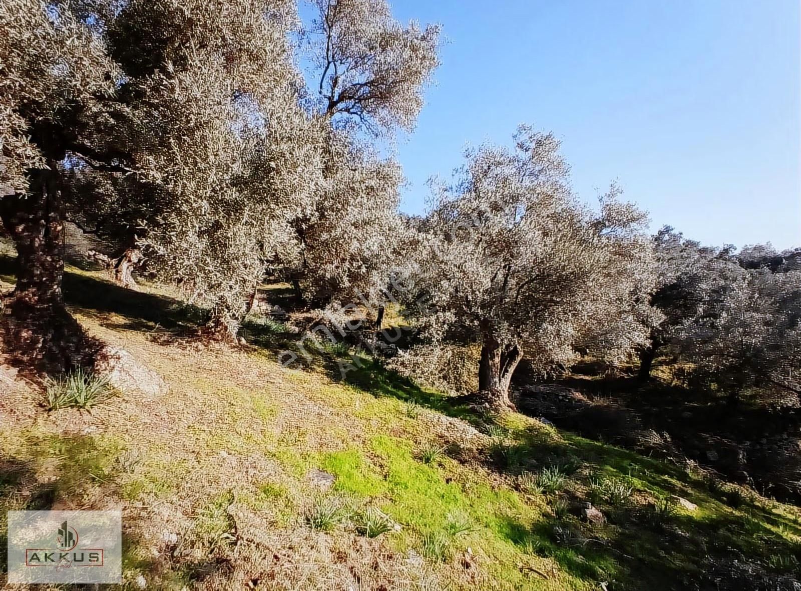 Akkuş Emlak'tan Acil Satılık Zeytinlik - Görsel 30