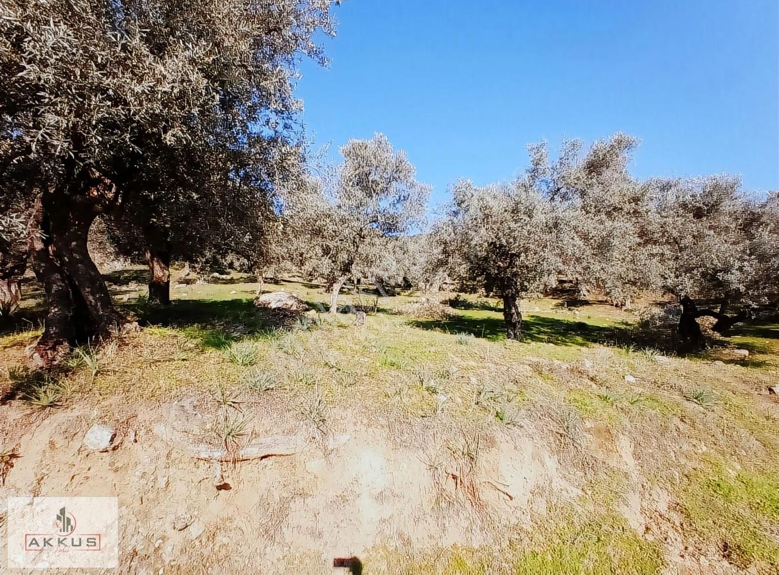 Akkuş Emlak'tan Acil Satılık Zeytinlik - Görsel 12