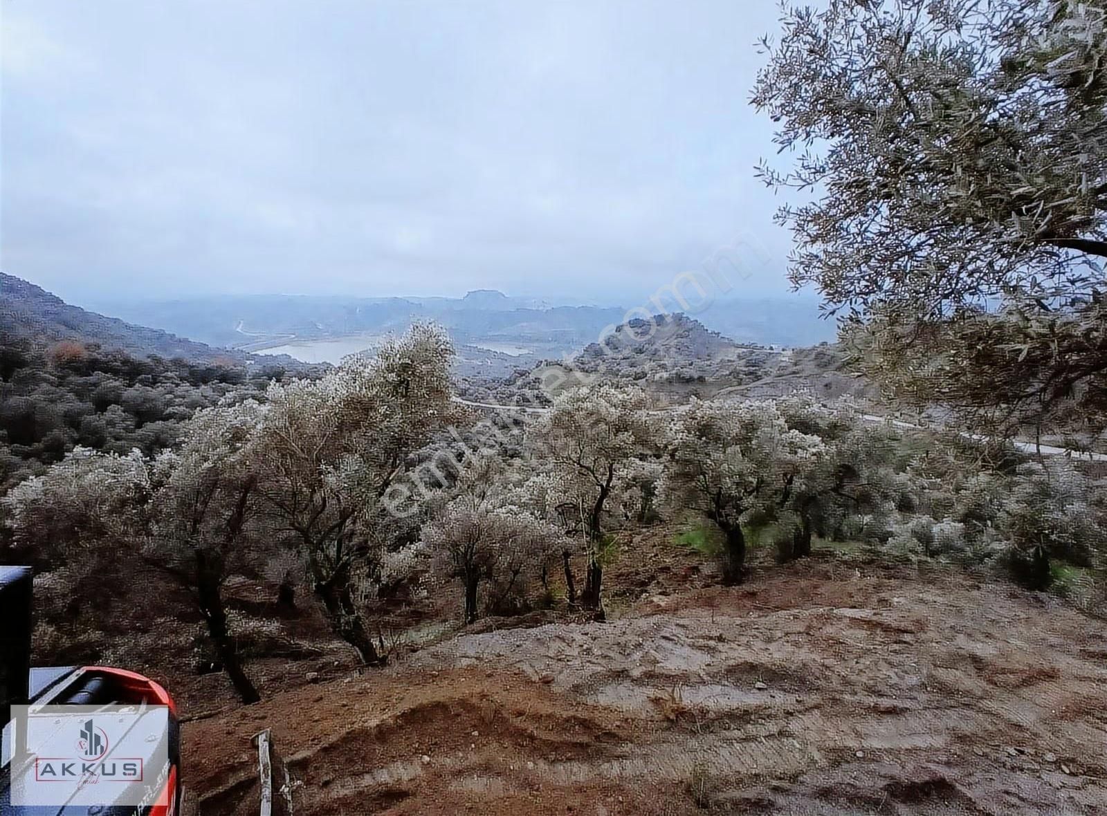 Akkuş Emlak'tan Satılık Zeytinlik - Görsel 18