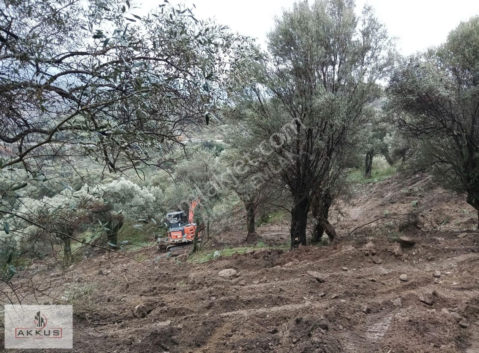 Akkuş Emlak'tan Satılık Zeytinlik - Görsel 13