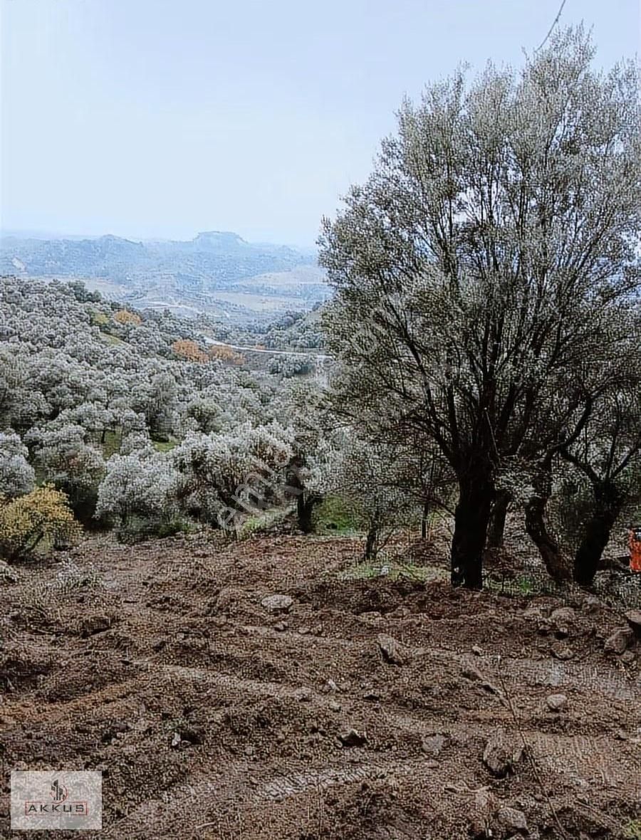 Akkuş Emlak'tan Satılık Zeytinlik - Görsel 14