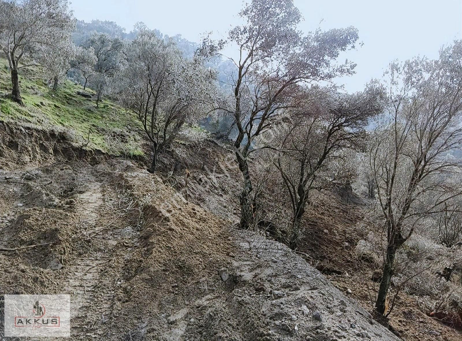 Akkuş Emlak'tan Satılık Zeytinlik - Görsel 6