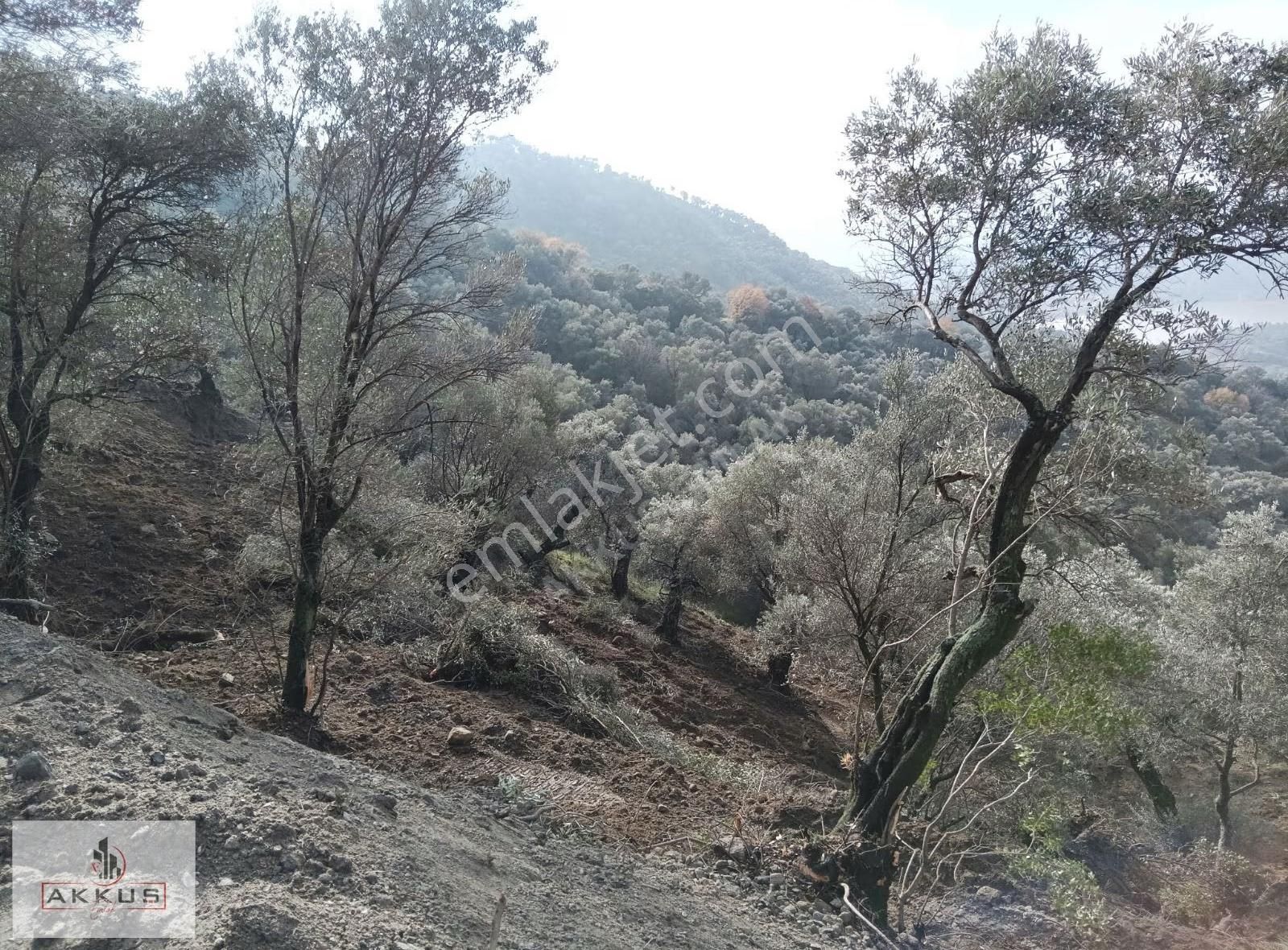 Akkuş Emlak'tan Satılık Zeytinlik - Görsel 3