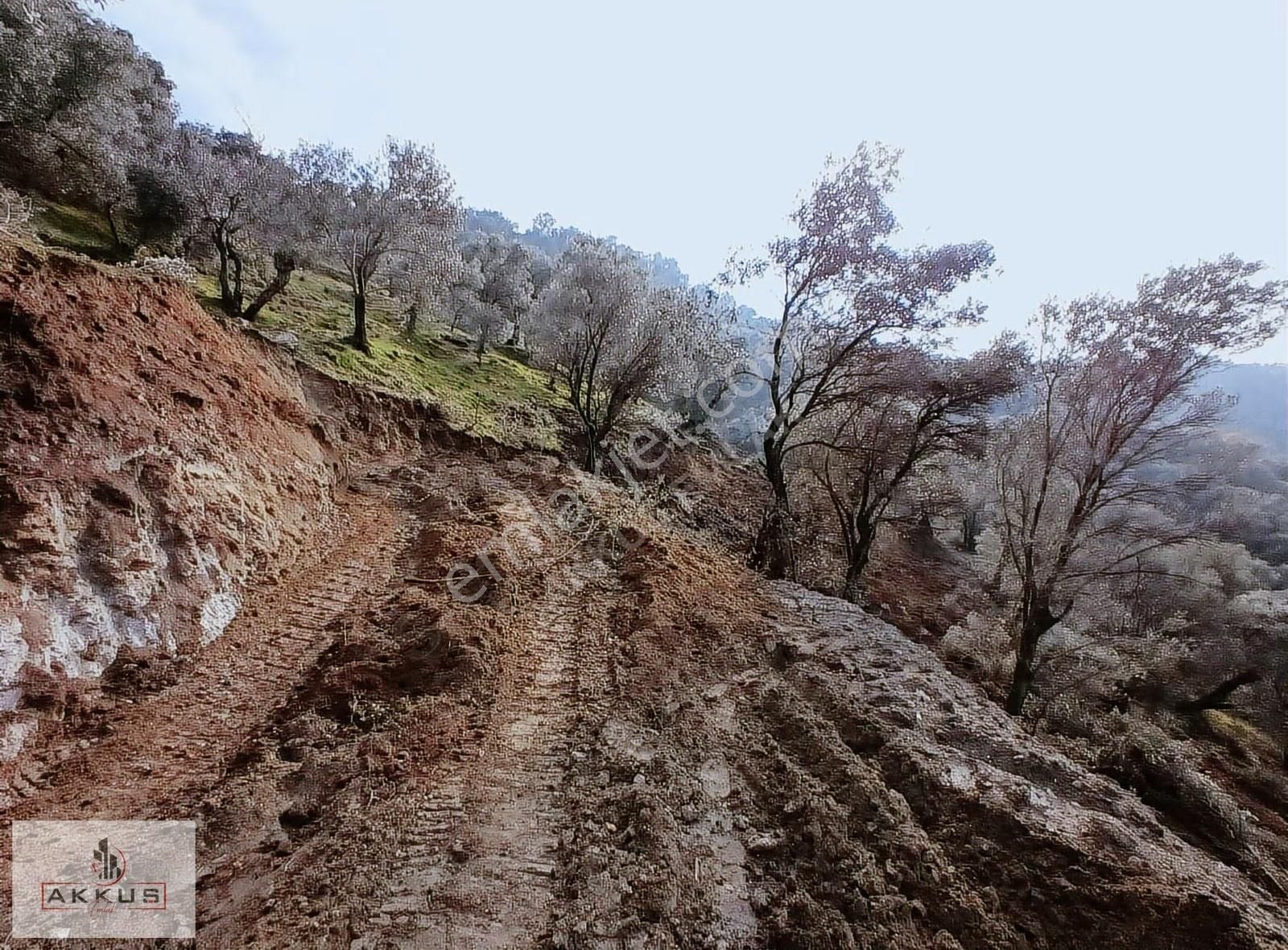 Akkuş Emlak'tan Satılık Zeytinlik - Görsel 12