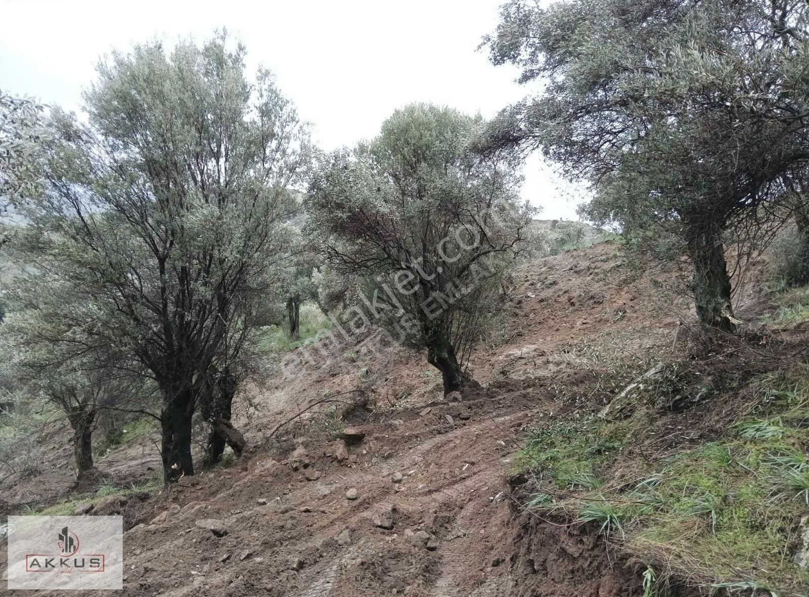 Akkuş Emlak'tan Satılık Zeytinlik - Görsel 4
