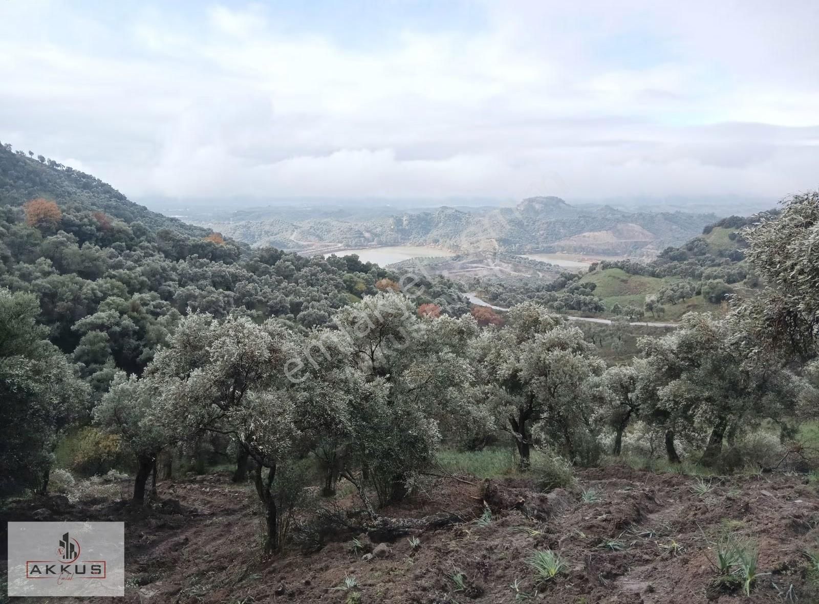 Akkuş Emlak'tan Satılık Zeytinlik - Görsel 17