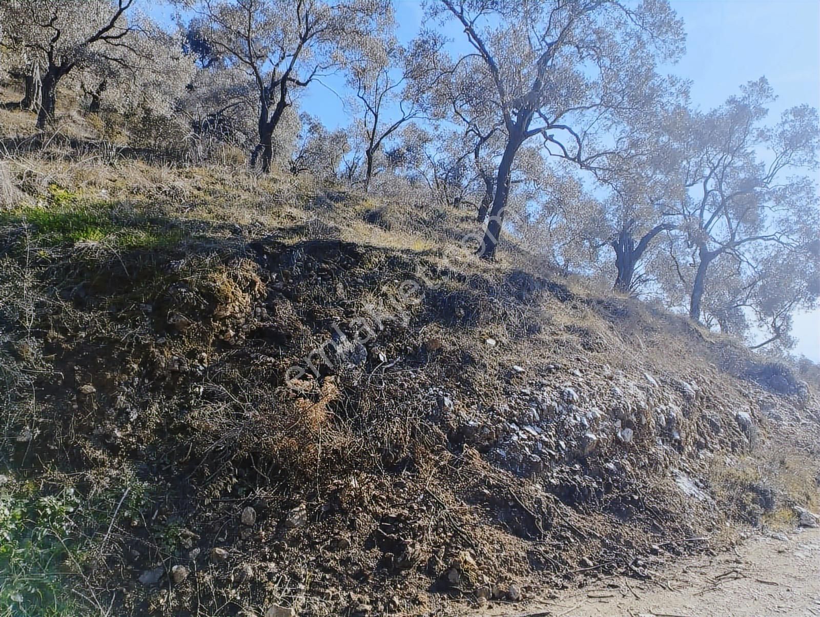 Aydın Germencik Balatçık' Da Satılık Zeytinlik - Görsel 8
