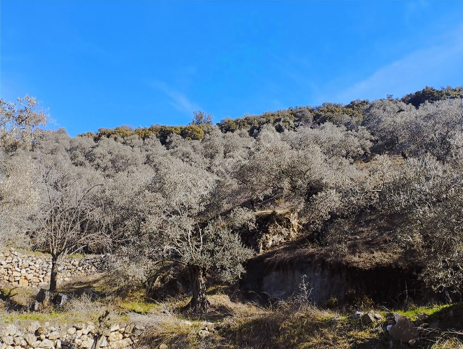 Aydın Germencik Balatçık' Da Satılık Zeytinlik - Görsel 10