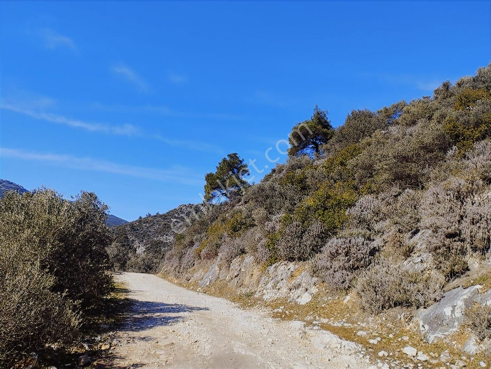 Aydın Germencik Balatçık' Da Satılık Zeytinlik - Görsel 3