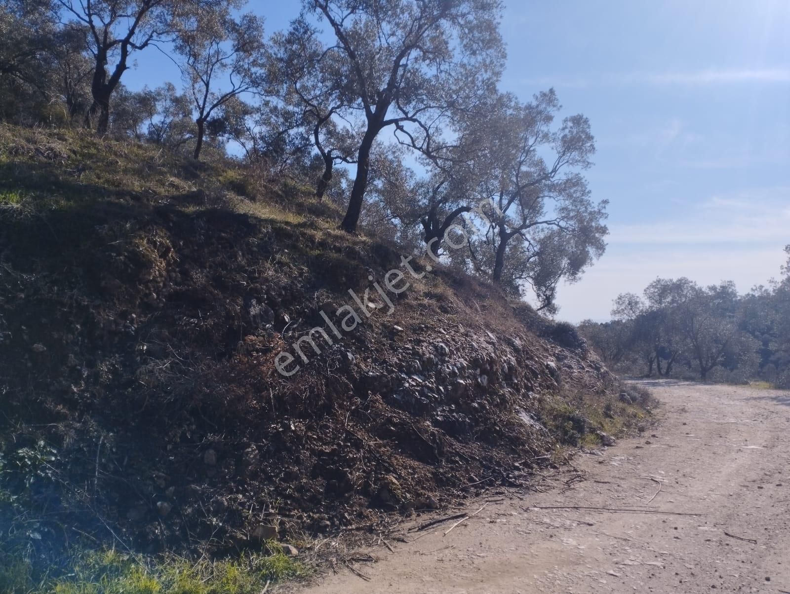 Aydın Germencik Balatçık' Da Satılık Zeytinlik - Görsel 4