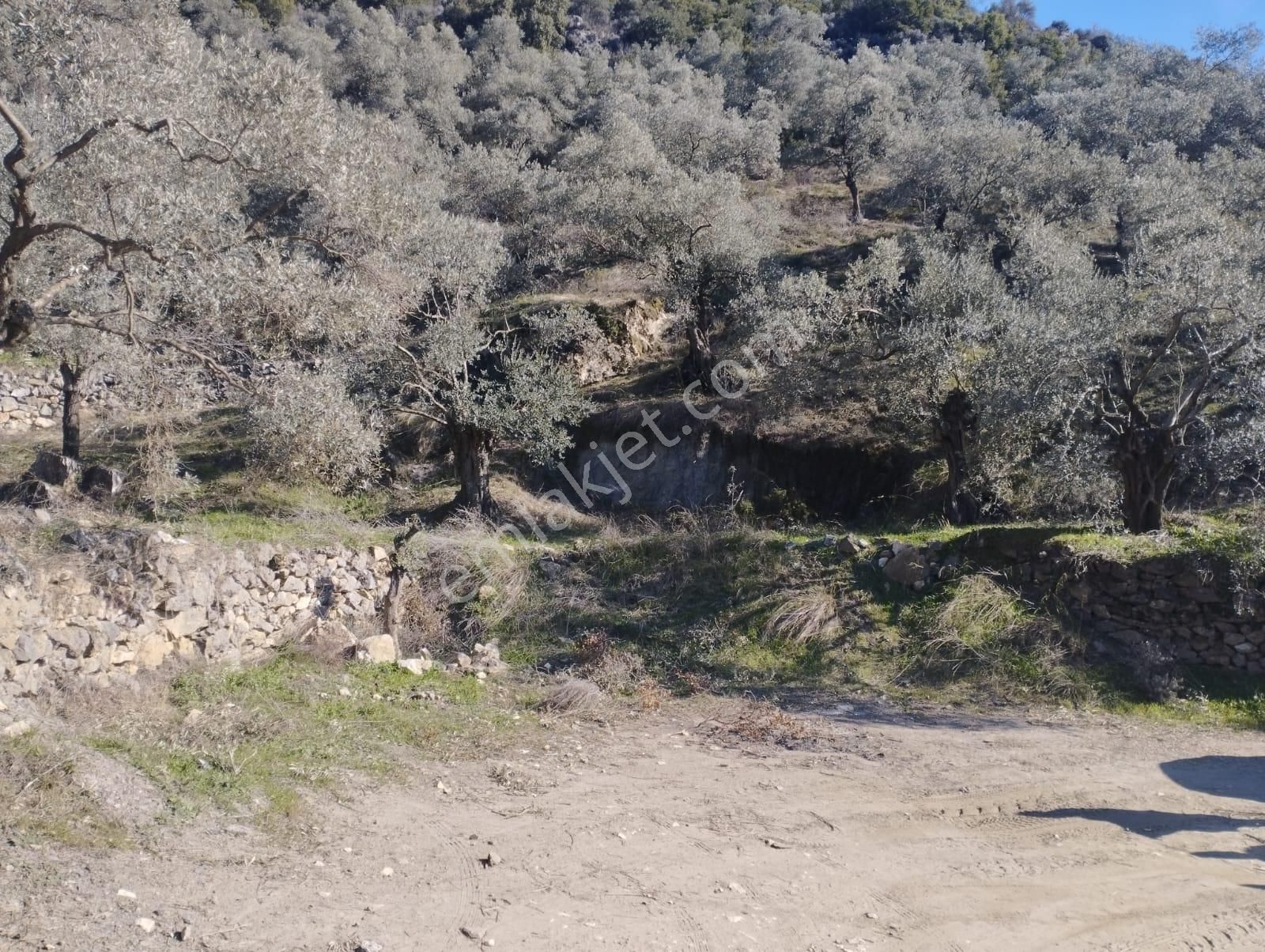 Aydın Germencik Balatçık' Da Satılık Zeytinlik - Görsel 14