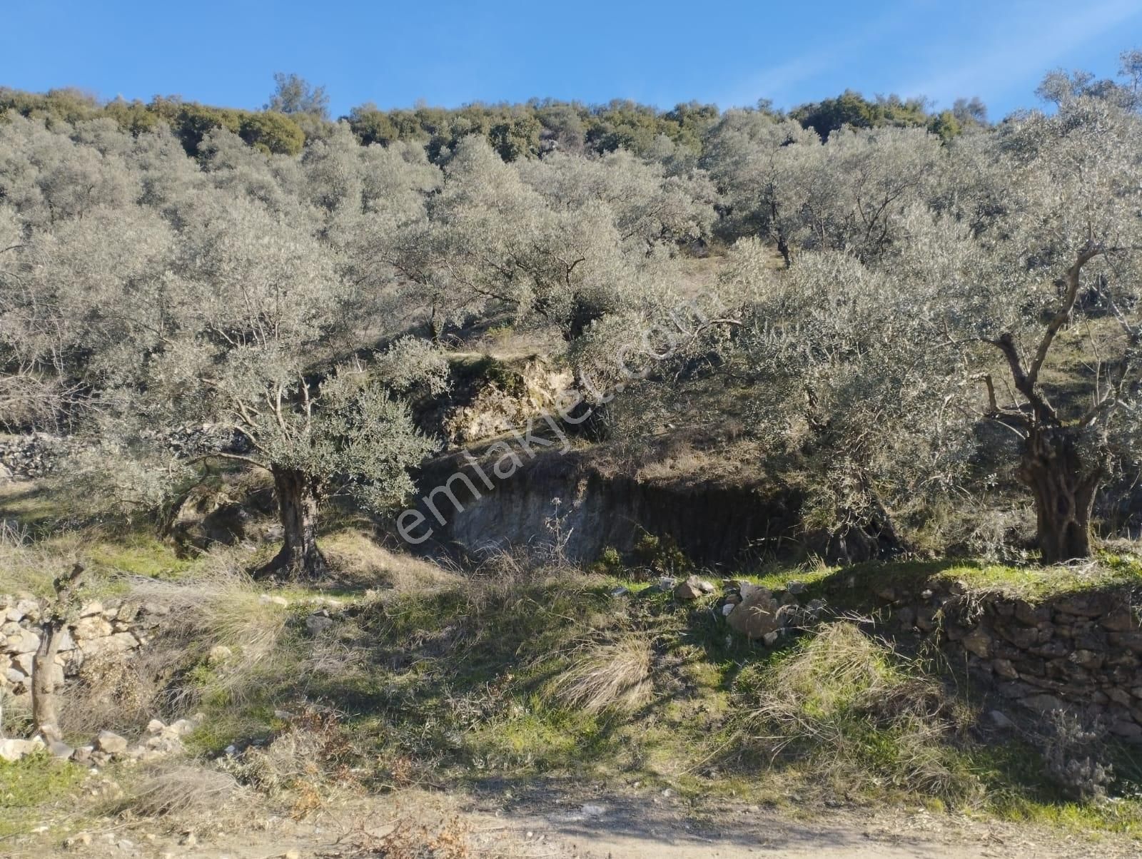 Aydın Germencik Balatçık' Da Satılık Zeytinlik - Görsel 9