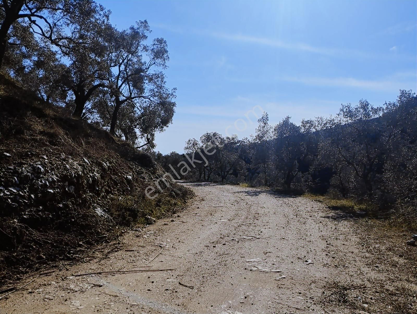 Aydın Germencik Balatçık' Da Satılık Zeytinlik - Görsel 15