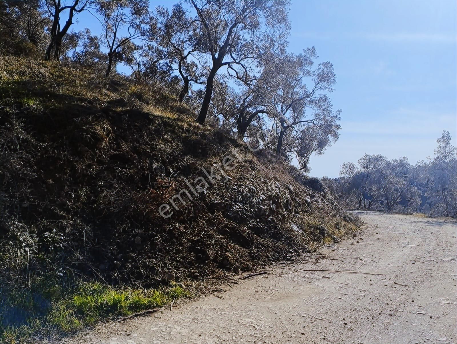Aydın Germencik Balatçık' Da Satılık Zeytinlik - Görsel 13