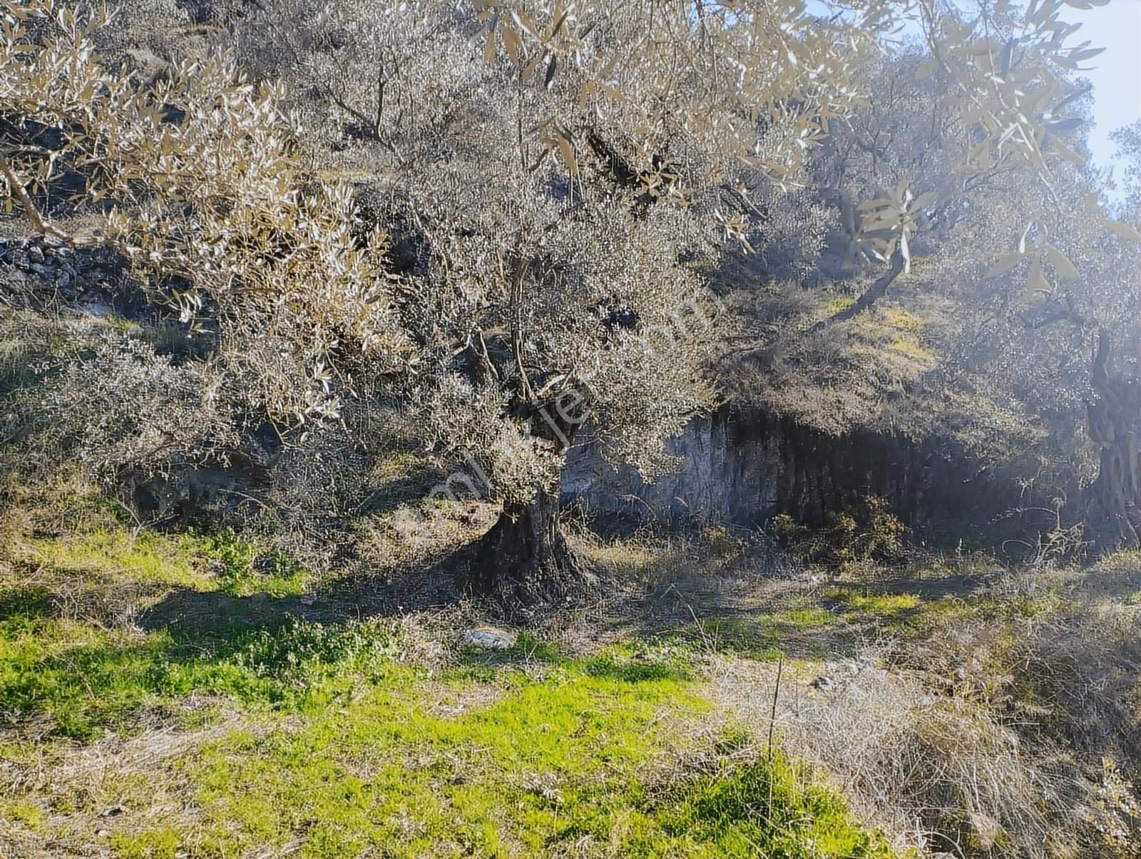 Aydın Germencik Balatçık' Da Satılık Zeytinlik