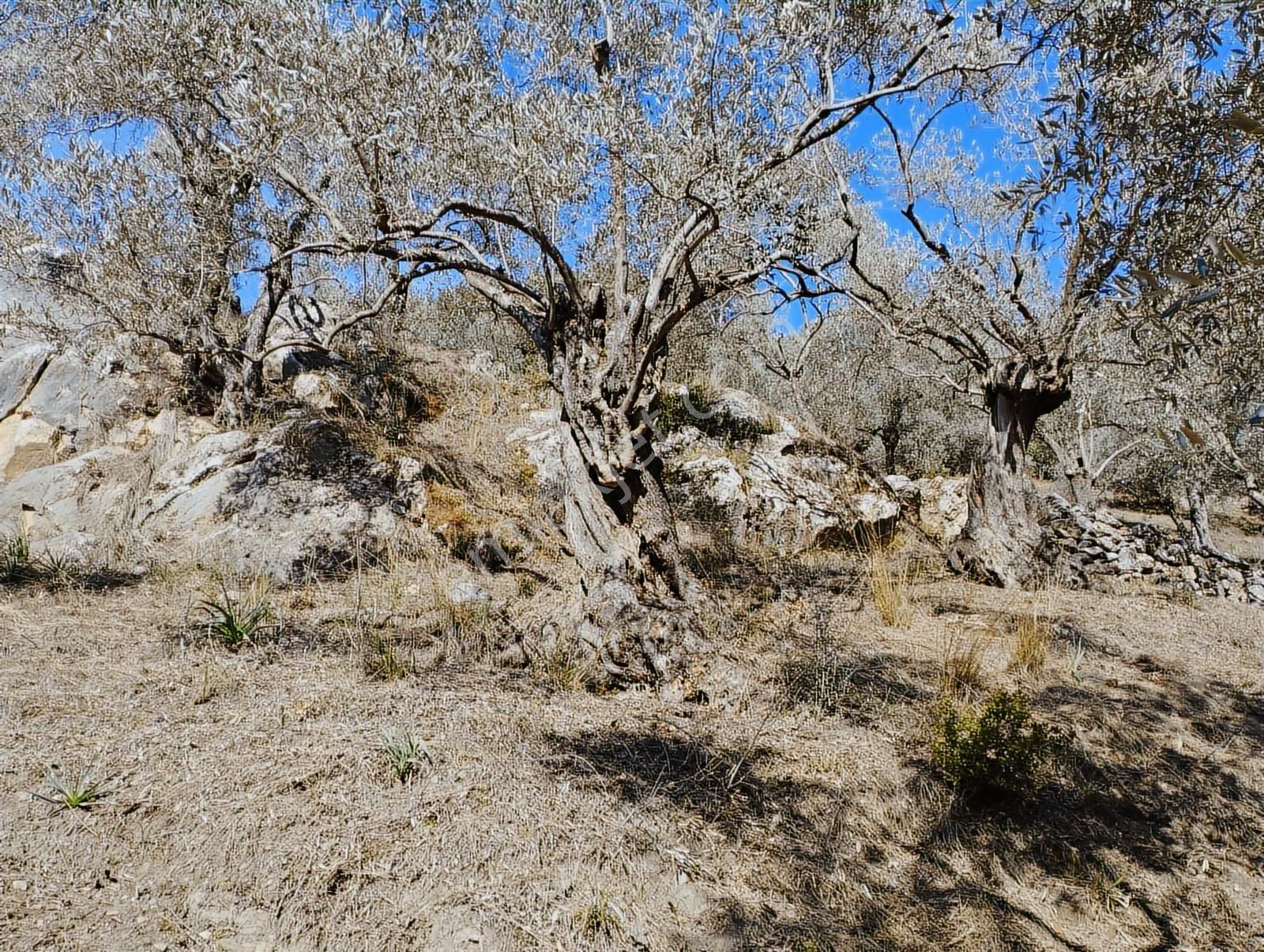 Aydın Germencik Balatçık' Da Satılık Zeytinlik - Görsel 16