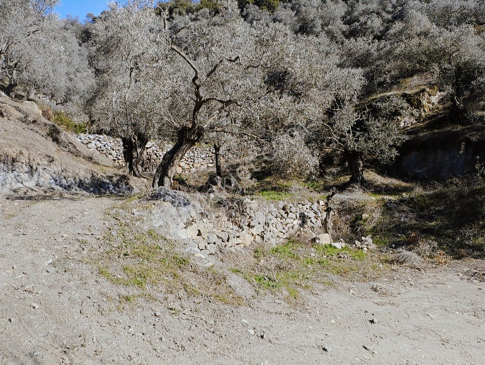 Aydın Germencik Balatçık' Da Satılık Zeytinlik - Görsel 7