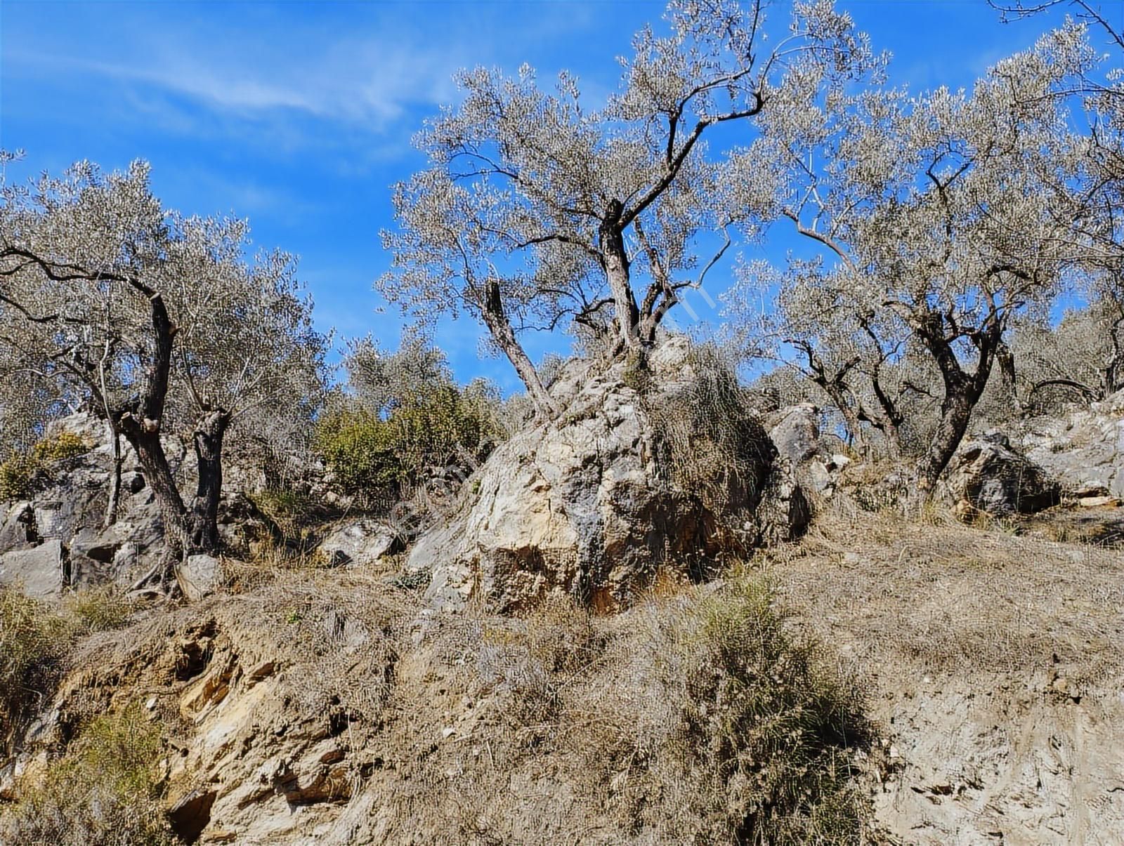 Aydın Germencik Balatçık' Da Satılık Zeytinlik - Görsel 12