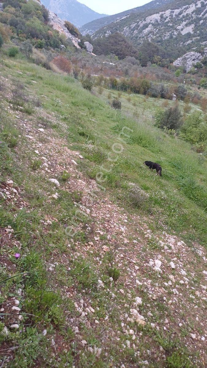 Fiyat Düştü!! Kumluca Yeşilköy Adrasan Yakını Tek Tapu Satılık - Görsel 15