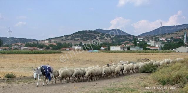 Ege Emlak Tan Enez Yenice De Sahile Yakın Arazi - Görsel 5