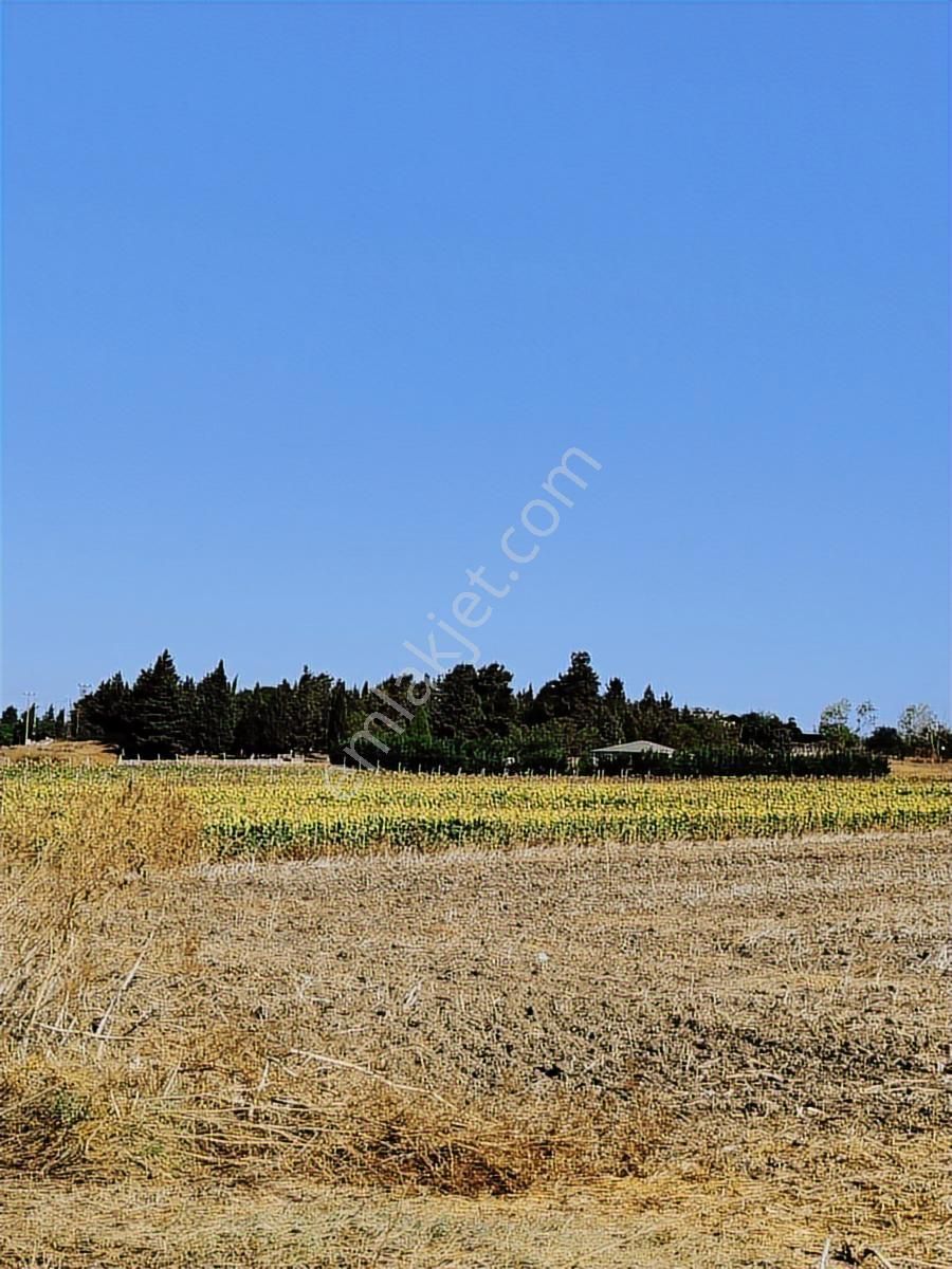 Silivri Küçükkılıçlı Yola Cephe Köyün İçinde 12 Dönüm Tarla - Görsel 12