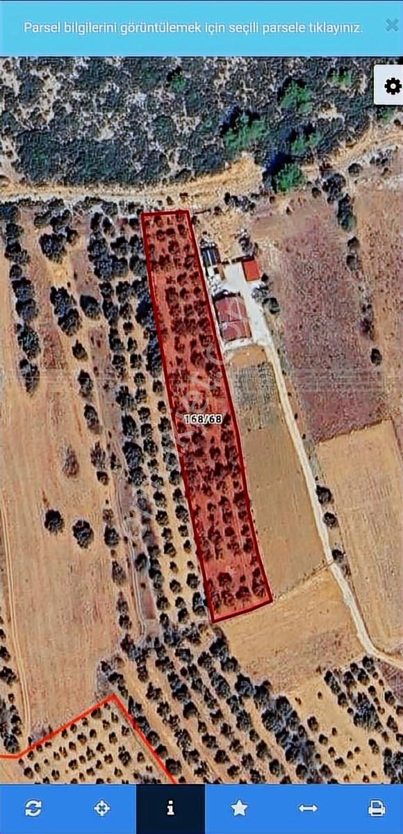 Urla Birgi De Satılık Tarla !!!