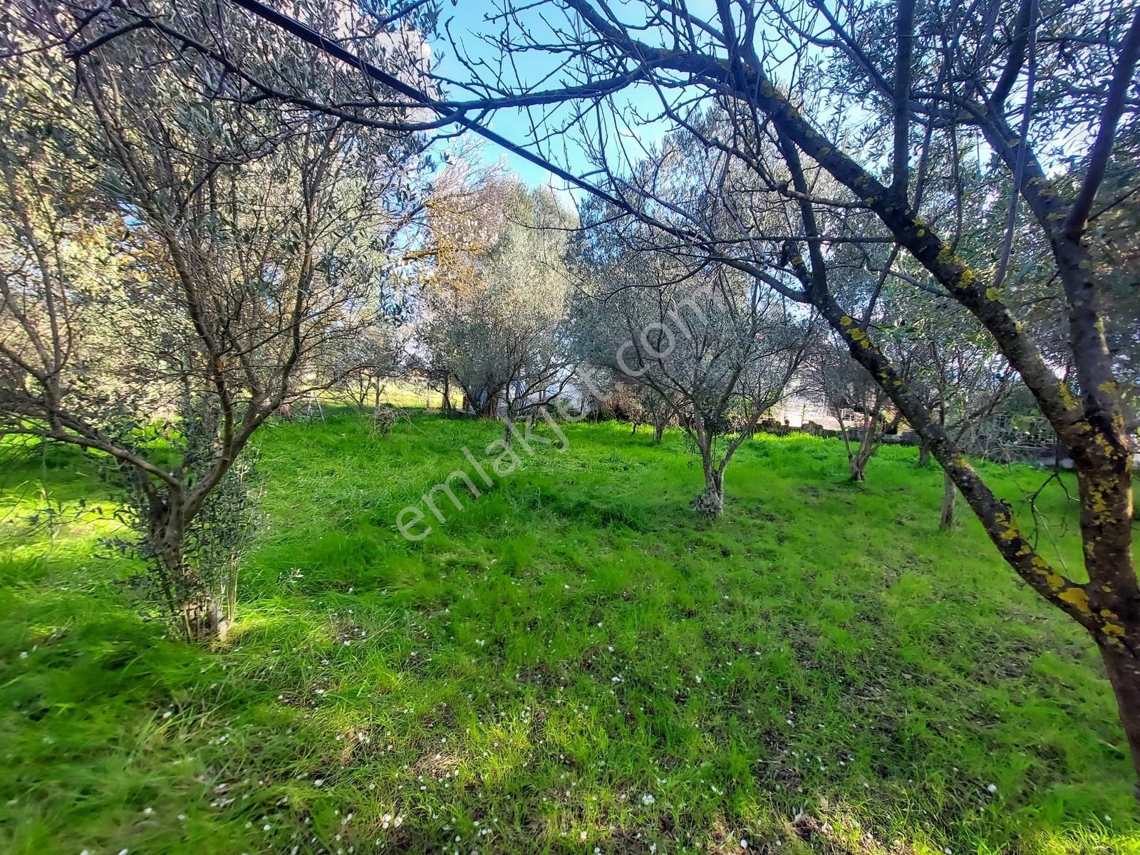 Uzunkuyu Da Çeşme Yoluna Cepheli Satılık İmarlı Arsa !!! - Görsel 6