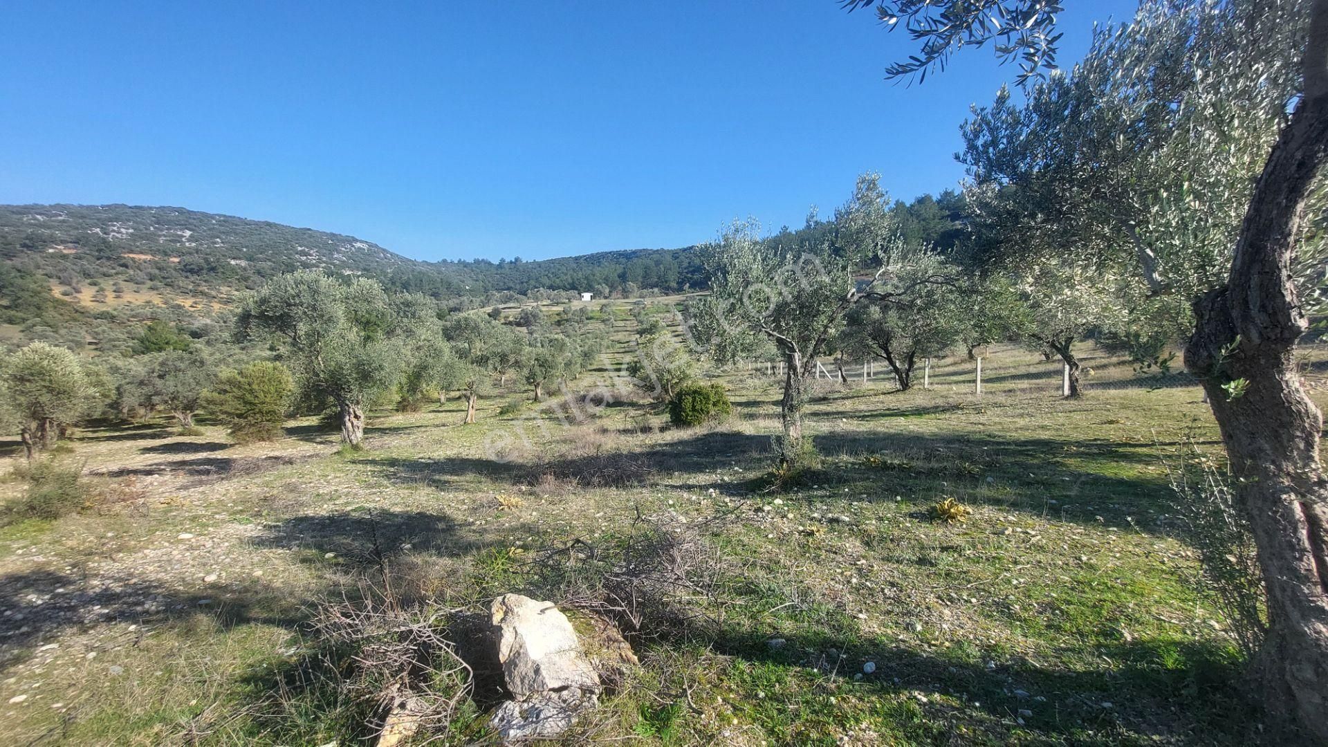 Torbalı Demirciköy De 6,702m2 Zeytinli Tarla - Görsel 16