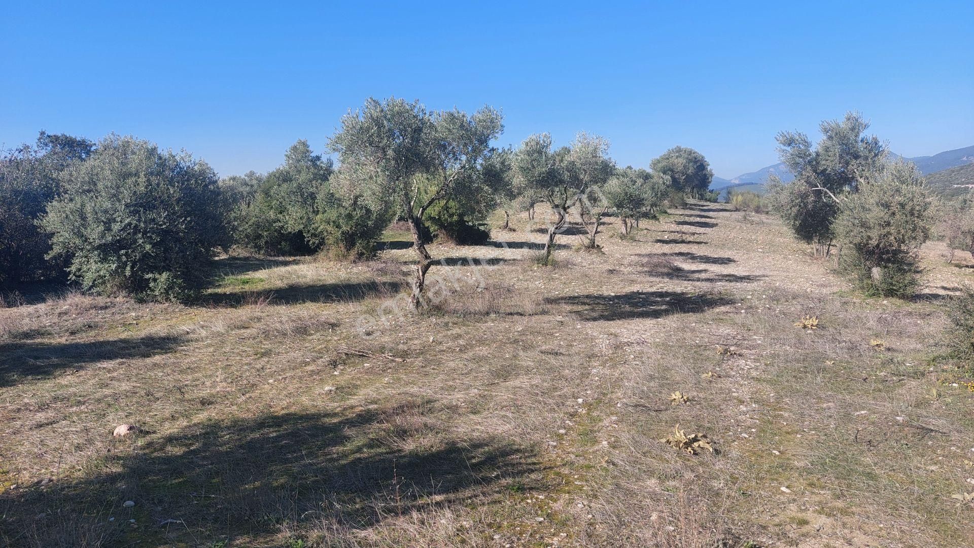 Torbalı Demirciköy De 6,702m2 Zeytinli Tarla - Görsel 17