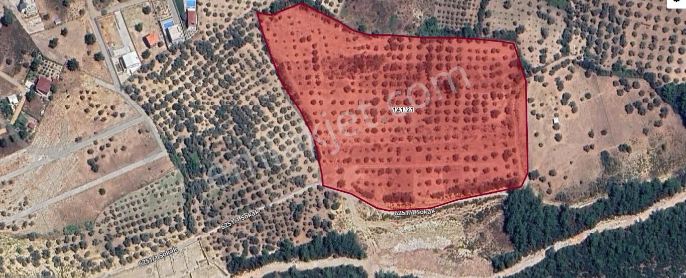 Torbalı Demirciköy De 6,702m2 Zeytinli Tarla - Görsel 3