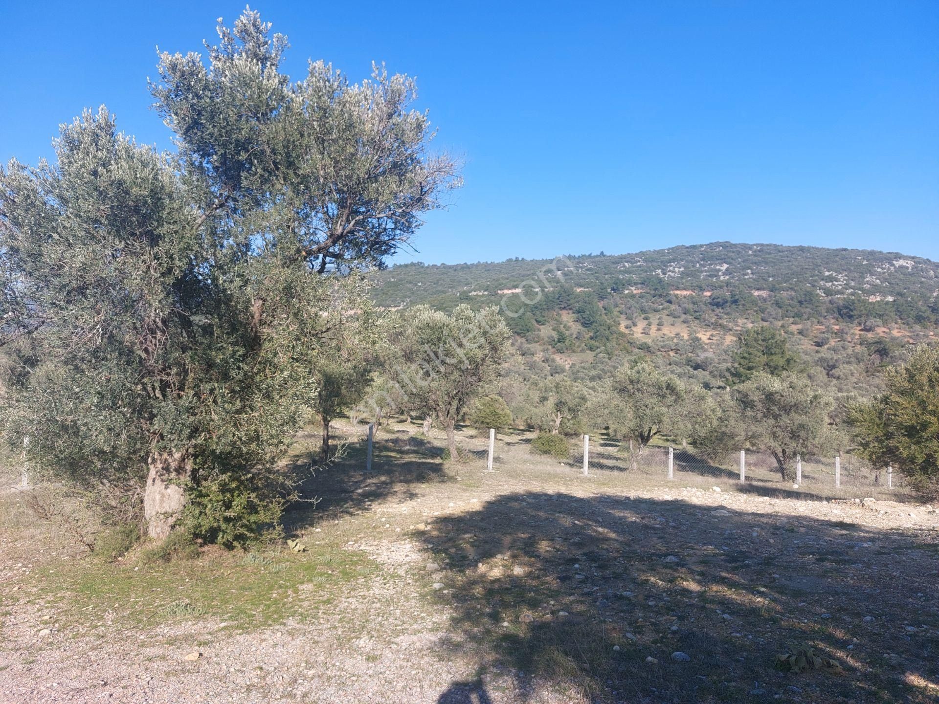 Torbalı Demirciköy De 6,702m2 Zeytinli Tarla - Görsel 18