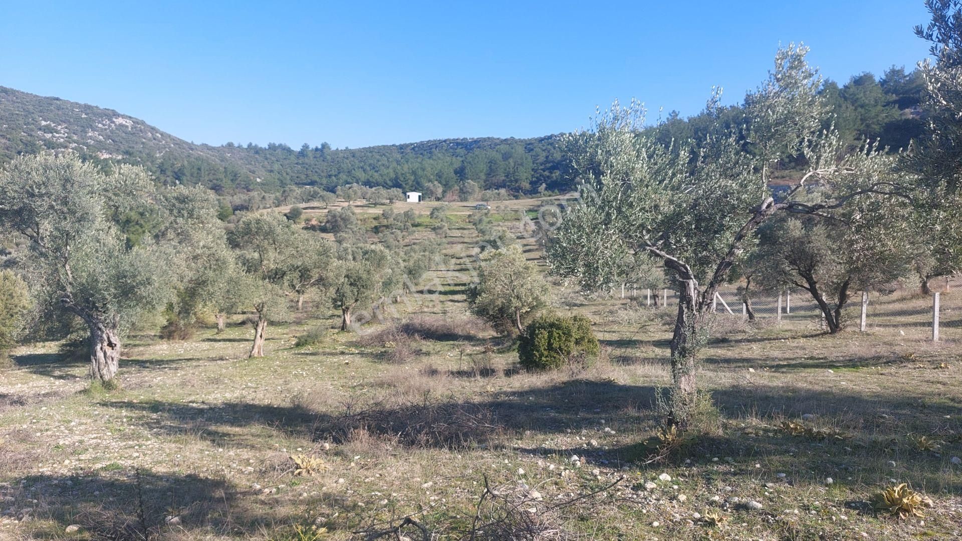 Torbalı Demirciköy De 6,702m2 Zeytinli Tarla - Görsel 13