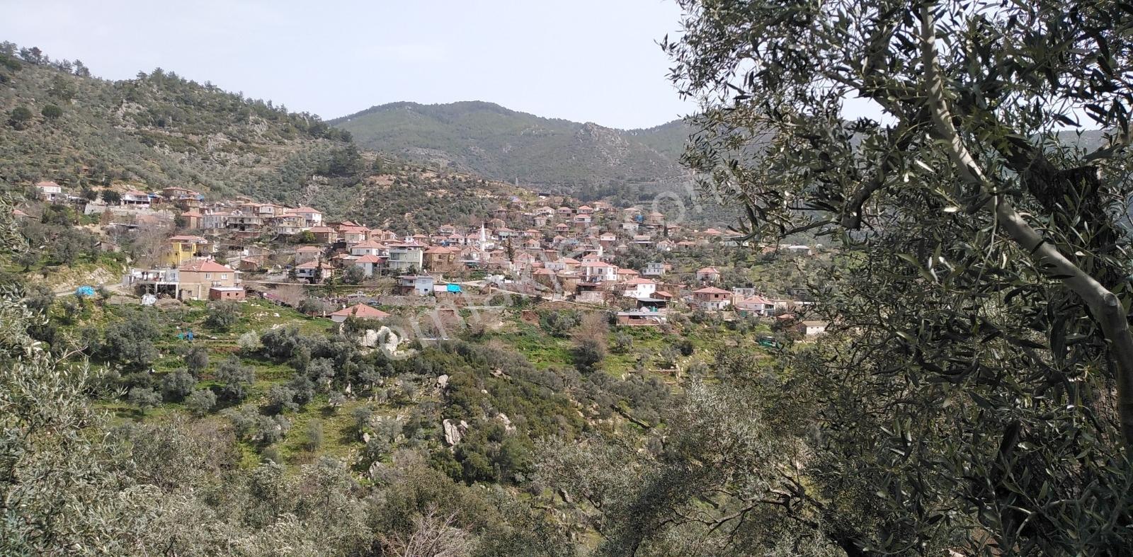 Fırsat!!!muğla Milas Akçalı Köyü'nde Yola Cephe 309 M2 Zeytinlik