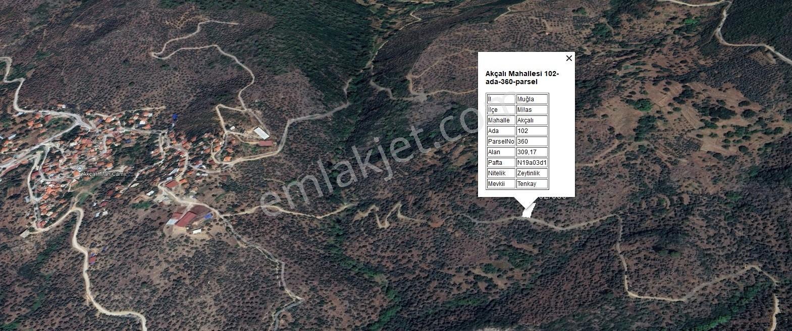 Fırsat!!!muğla Milas Akçalı Köyü'nde Yola Cephe 309 M2 Zeytinlik - Görsel 9